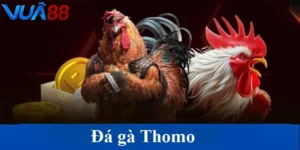 Đá gà Thomo - Đỉnh cao gà chiến với các trận đấu lôi cuốn