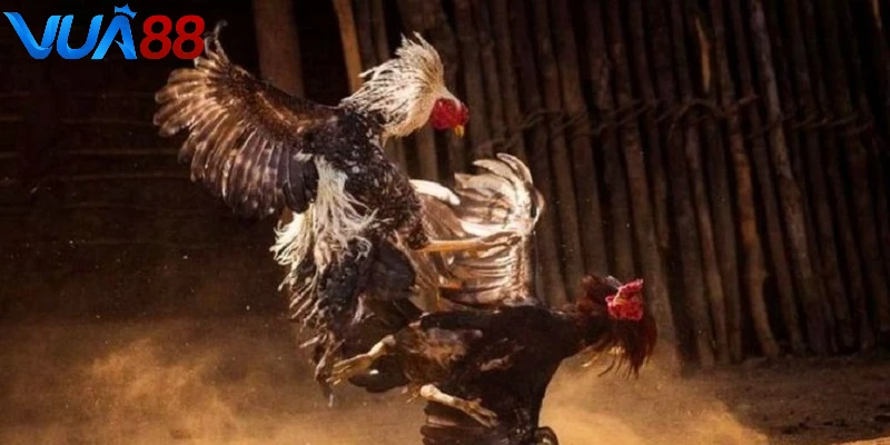 Đặc điểm của loại hình đấu gà Thomo